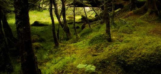 forest in Scotland
