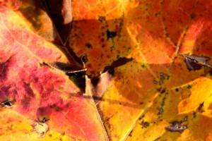 A Fall Texture