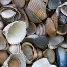 4 hi-res mussel shell textures
